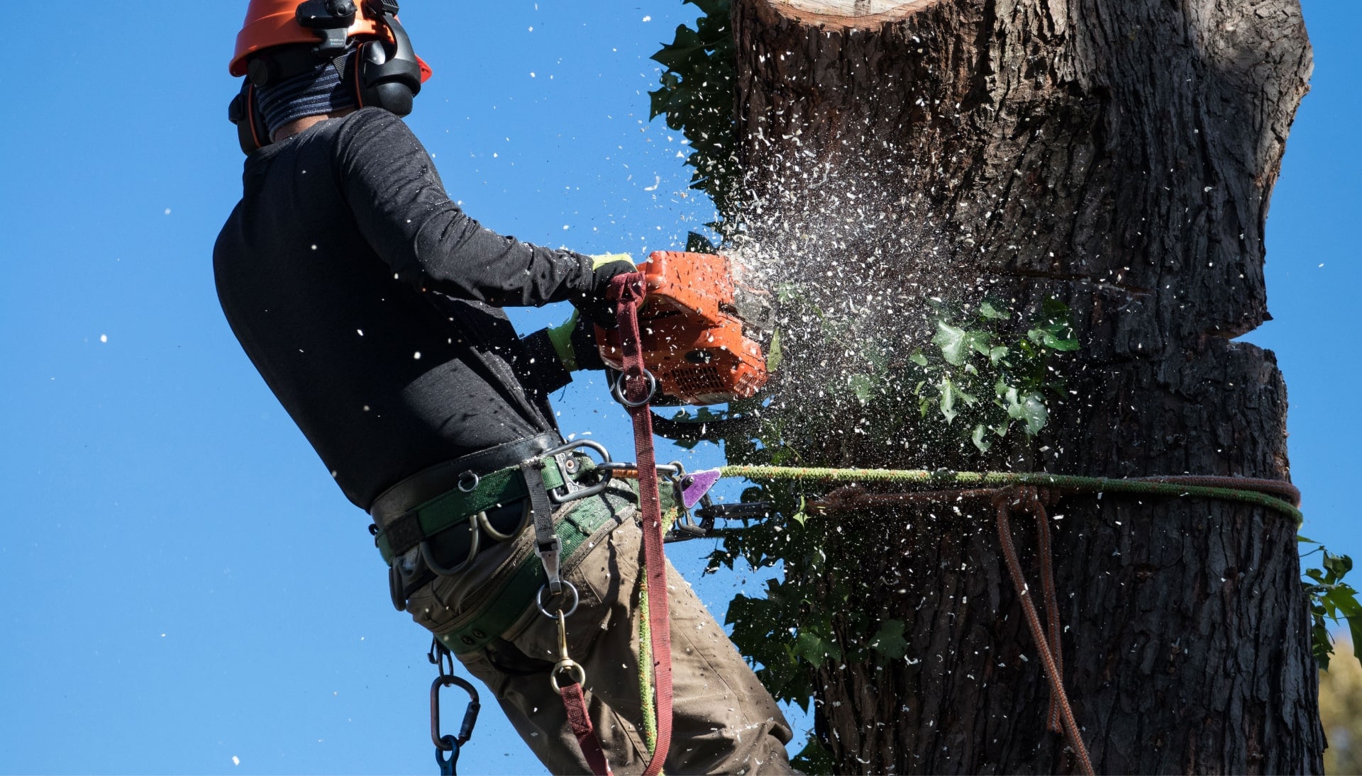 Professional Tree removal solutions in Long Beach